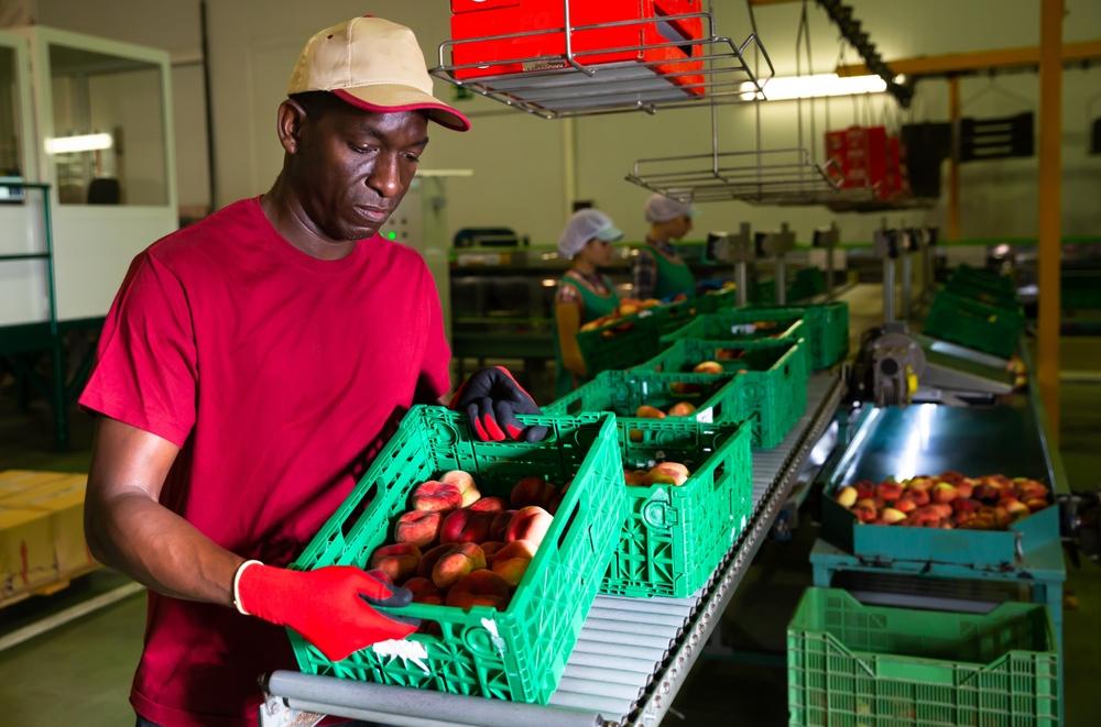 Male,Employee,Standing,With,Crate,Of,Peaches,During,Sorting,And